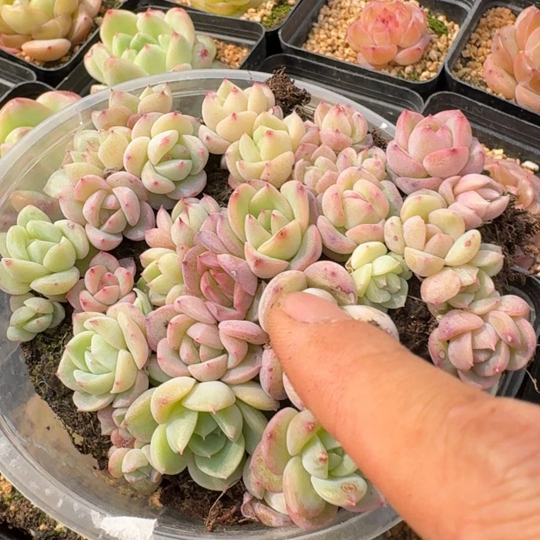 20-9珍妮切糕一盒量拍