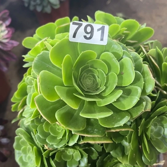 y***笑多肉植物一个