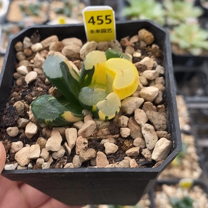 455大明湖万象锦一物一拍