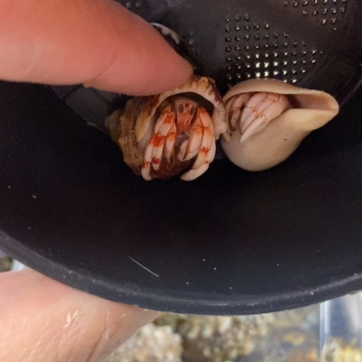 好看的百草寄居蟹