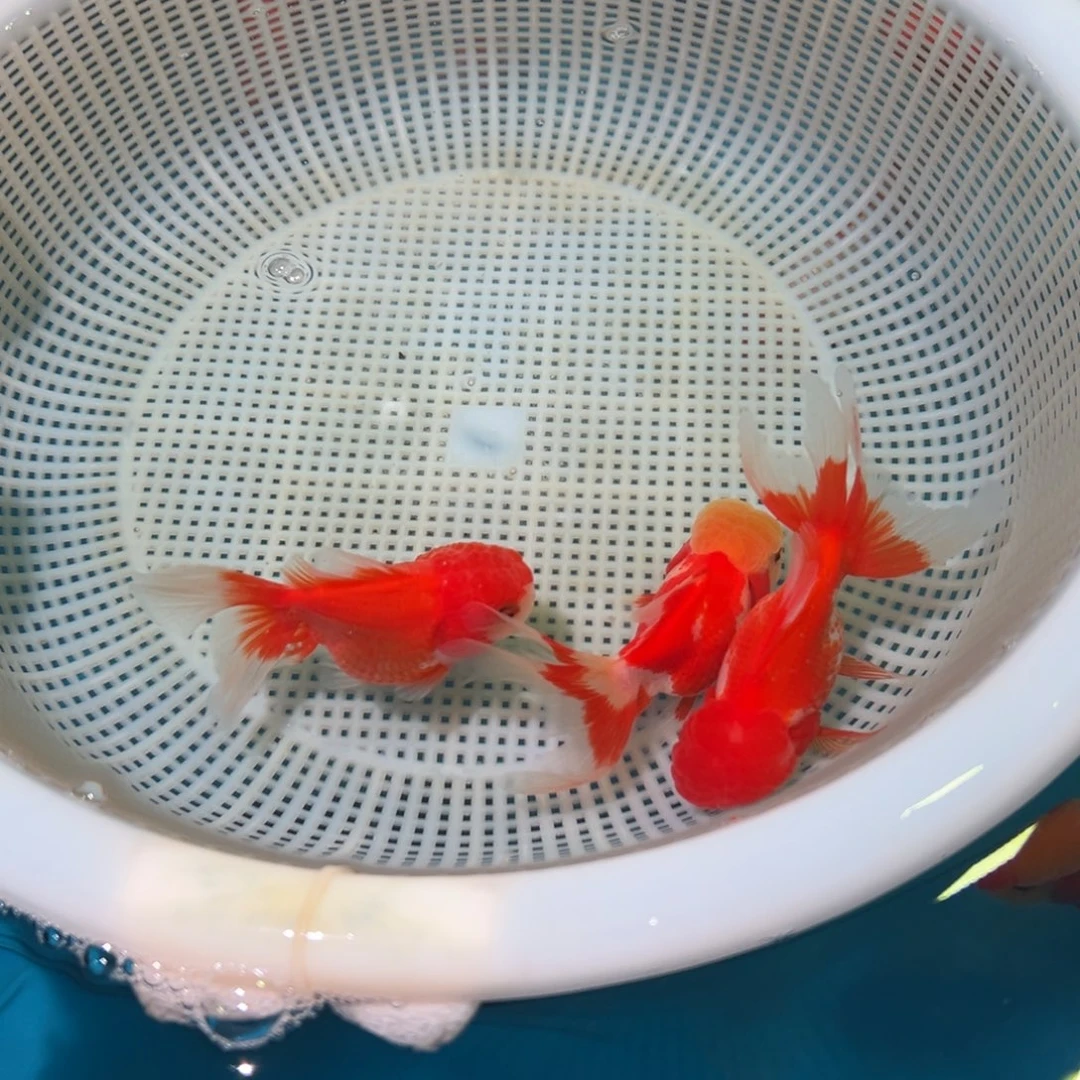 金鱼冷水观赏鱼混搭