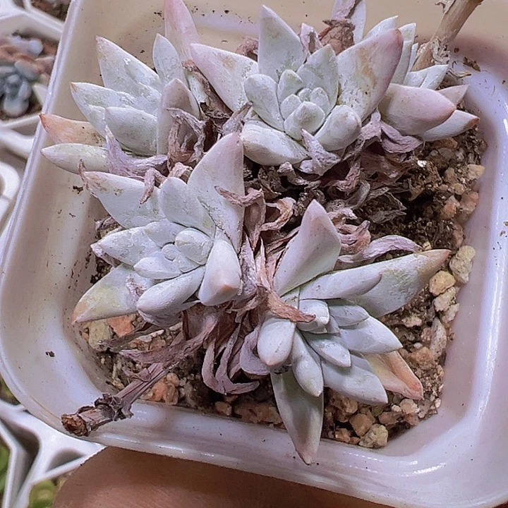 白菊19包邮多肉植物
