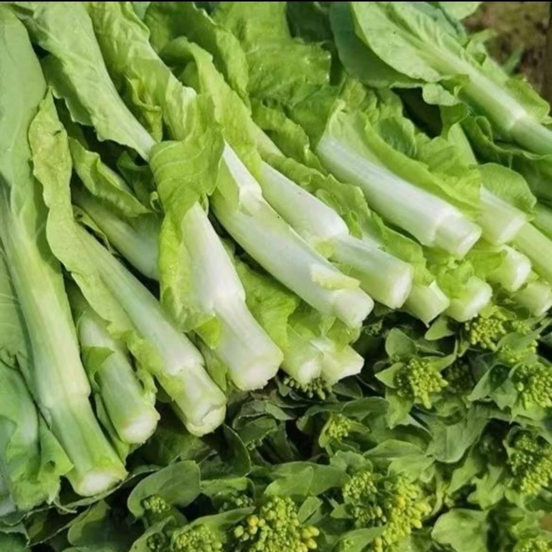 贵州高山农家自种露天种植白菜苔【二茬菜苔不是很粗】