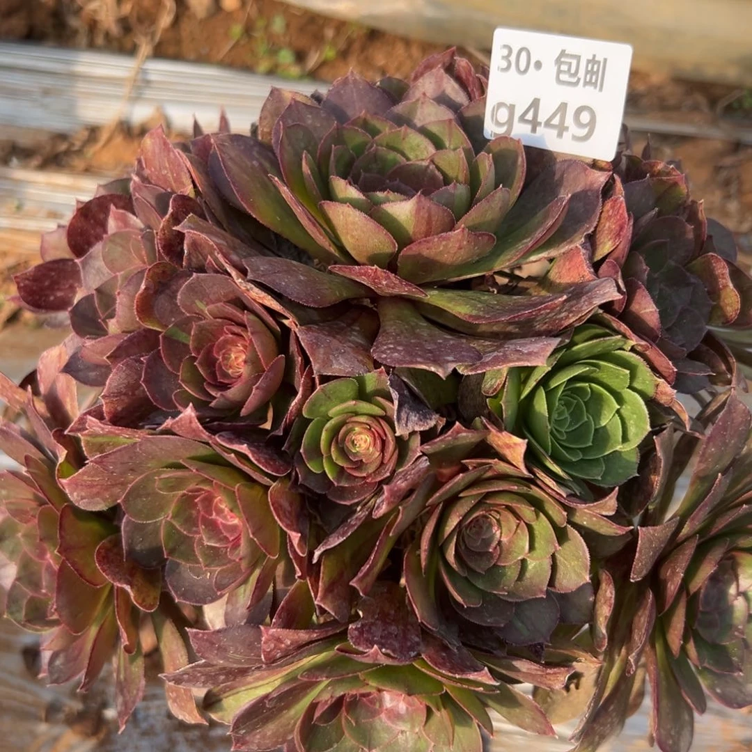 449花月夜多肉法师