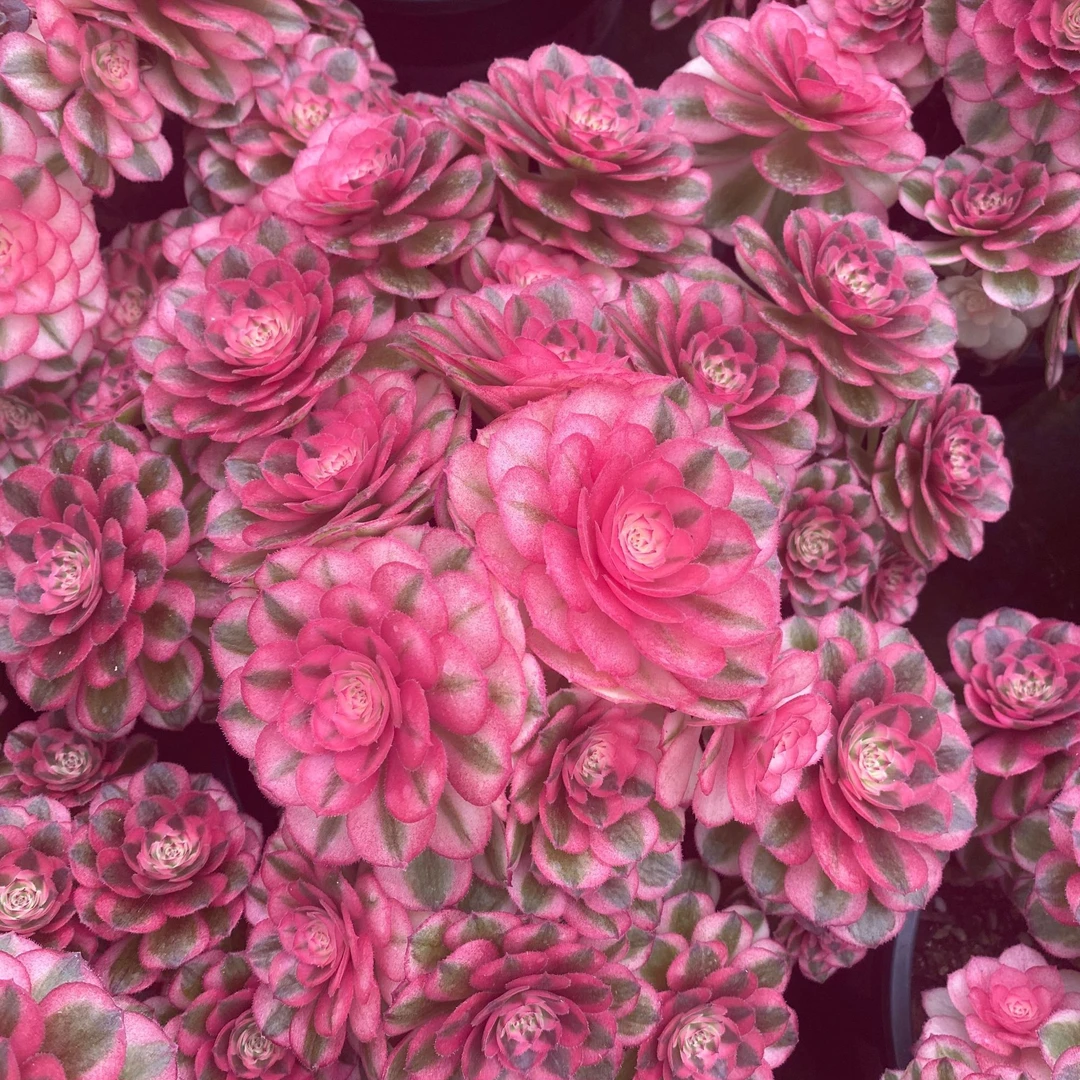 多肉植物法师锦粉女巫美杜莎老桩盆栽花卉露养精选