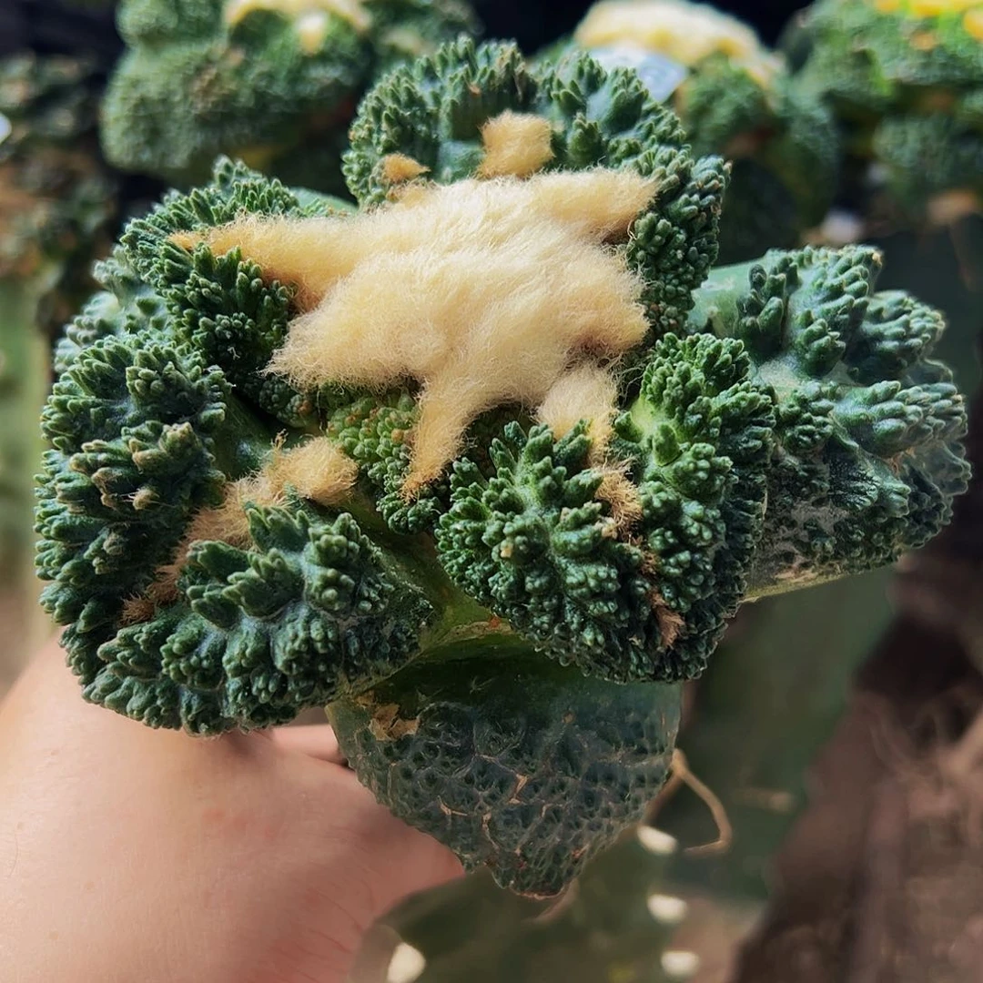 彤***爸无花朵福利哥斯拉牡丹986