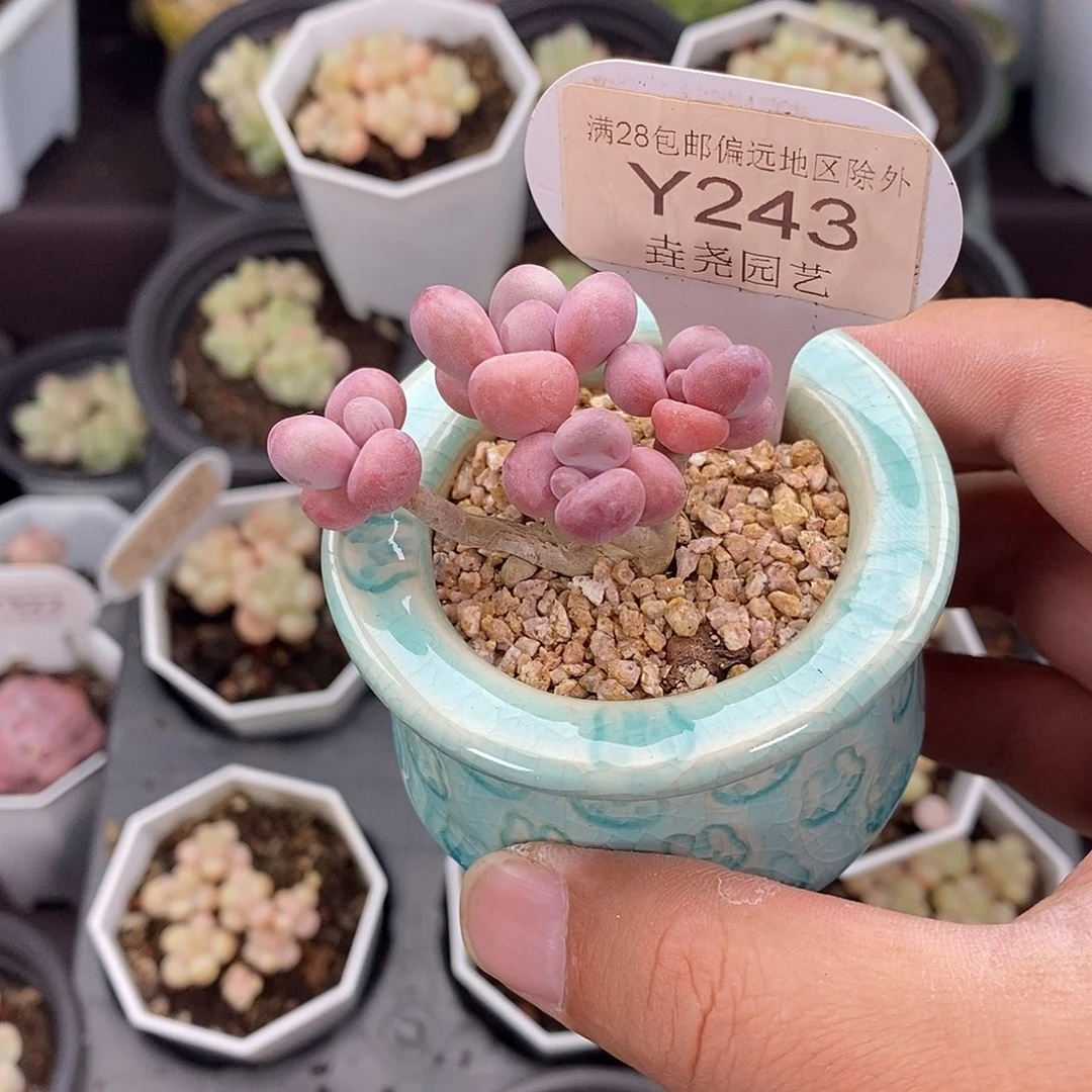 小***仙0243 亚美桃蛋 5cm
