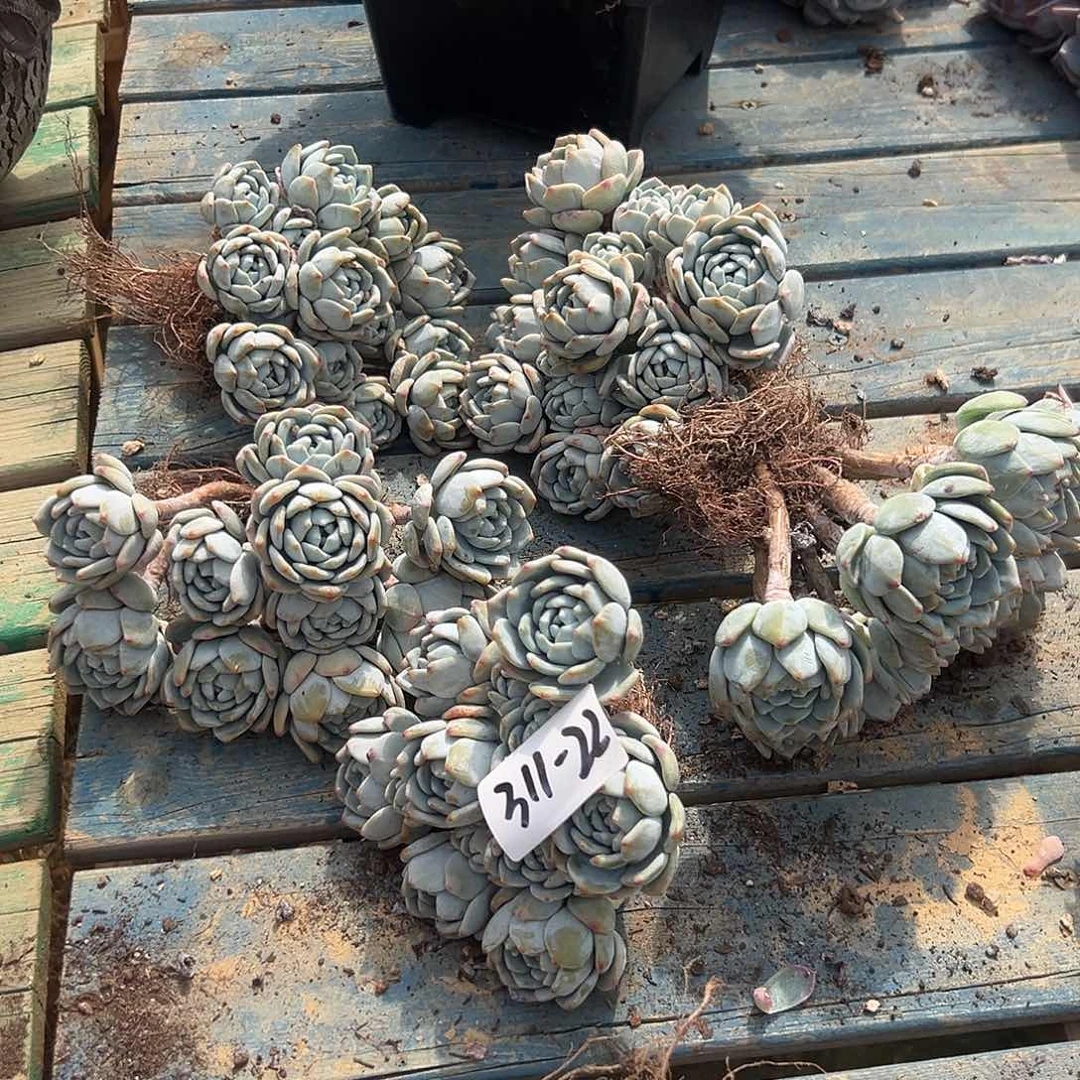 311-22冷香多头多肉随机