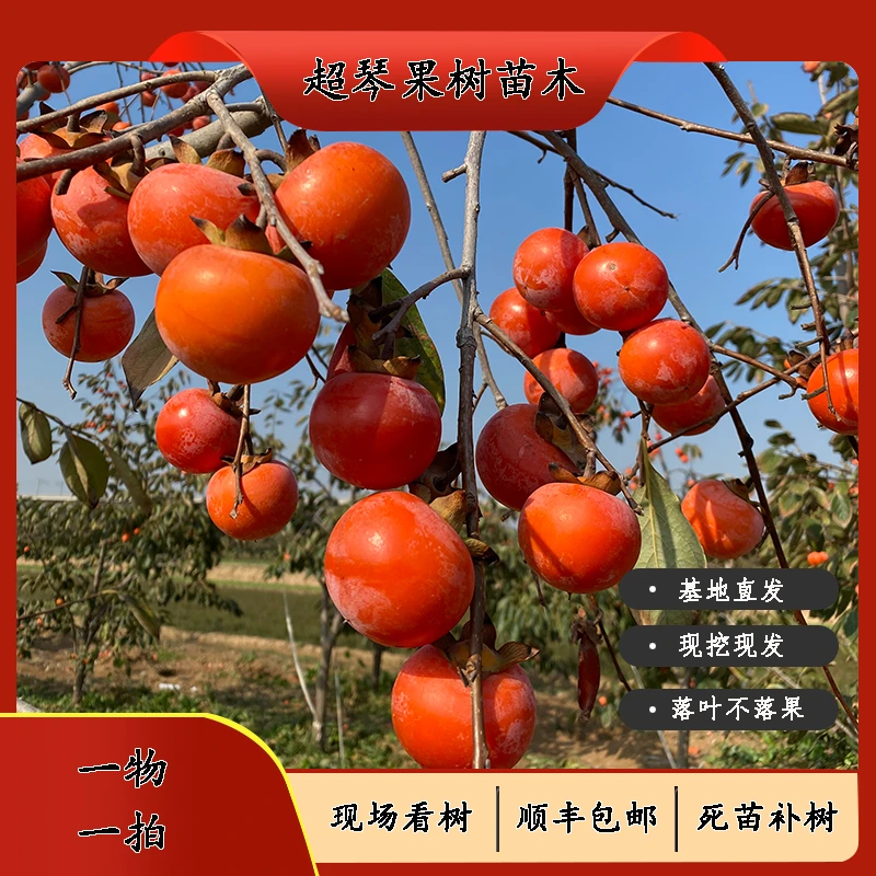 软甜火晶大棵柿子树庭院种植南北方适用果树苗土球发货包邮