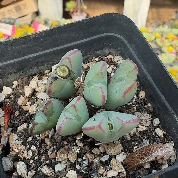 密密麻麻密密麻麻吗吗502