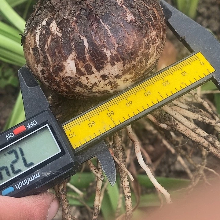螺旋玫瑰7以上朱顶红