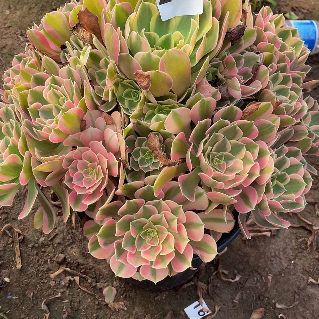 多肉法师212号花样发货不包损