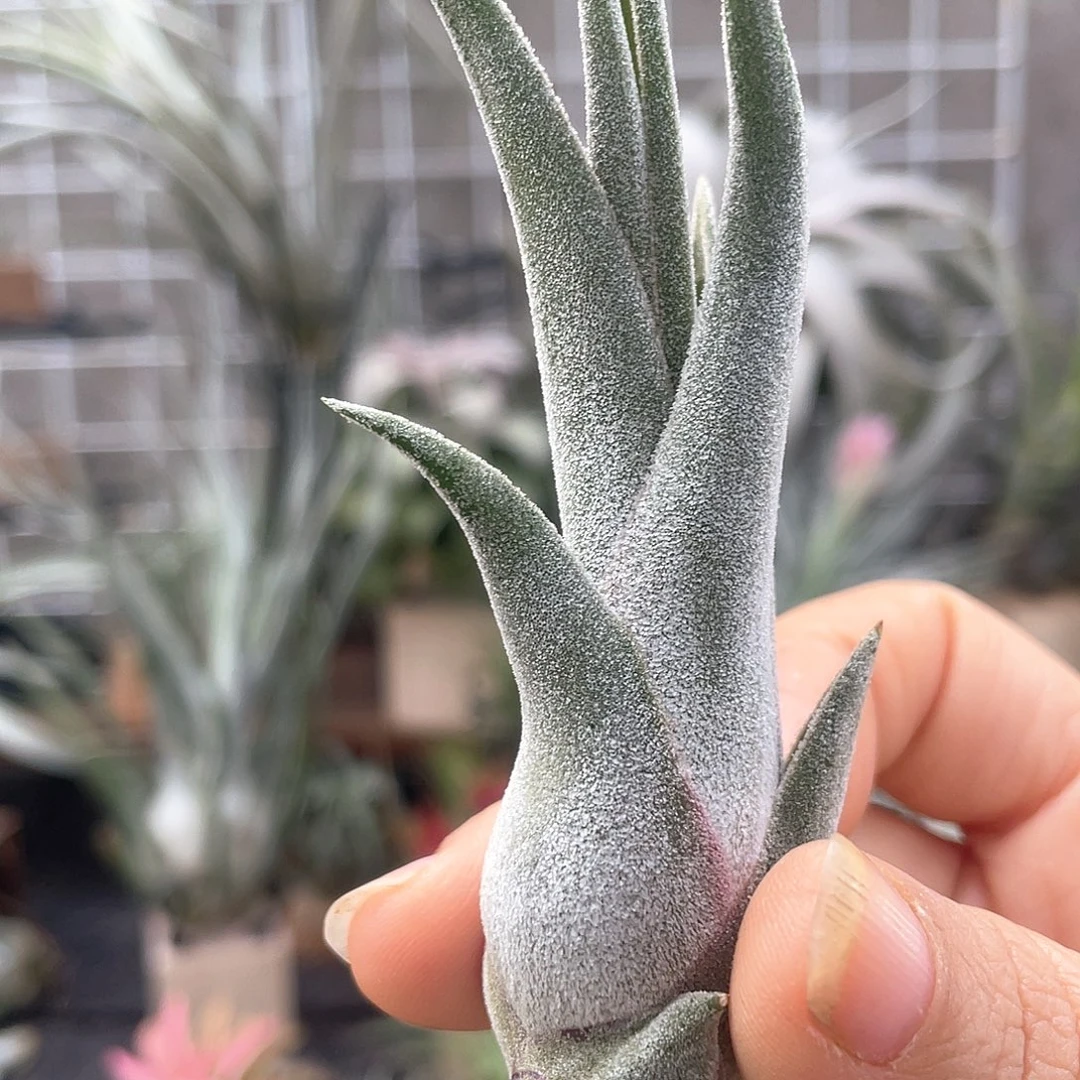 露西杂美杜莎35号