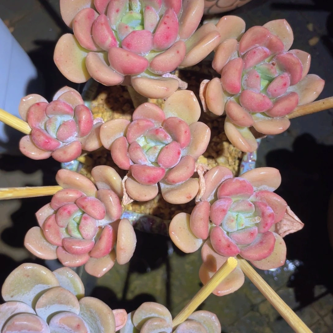 词语花坊 一单包邮