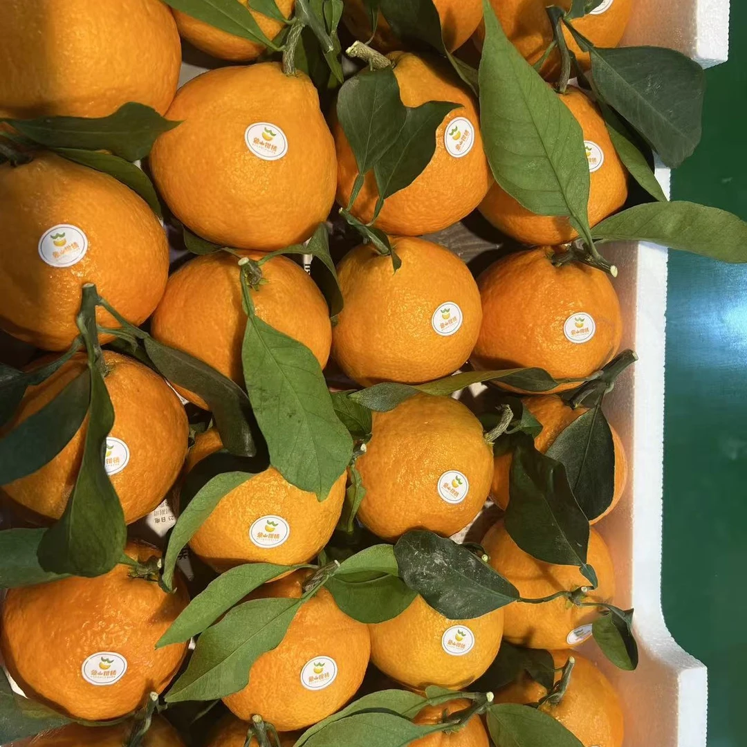 象山红美人超大果实惠五斤装(自吃送礼必备好吃经济实惠)