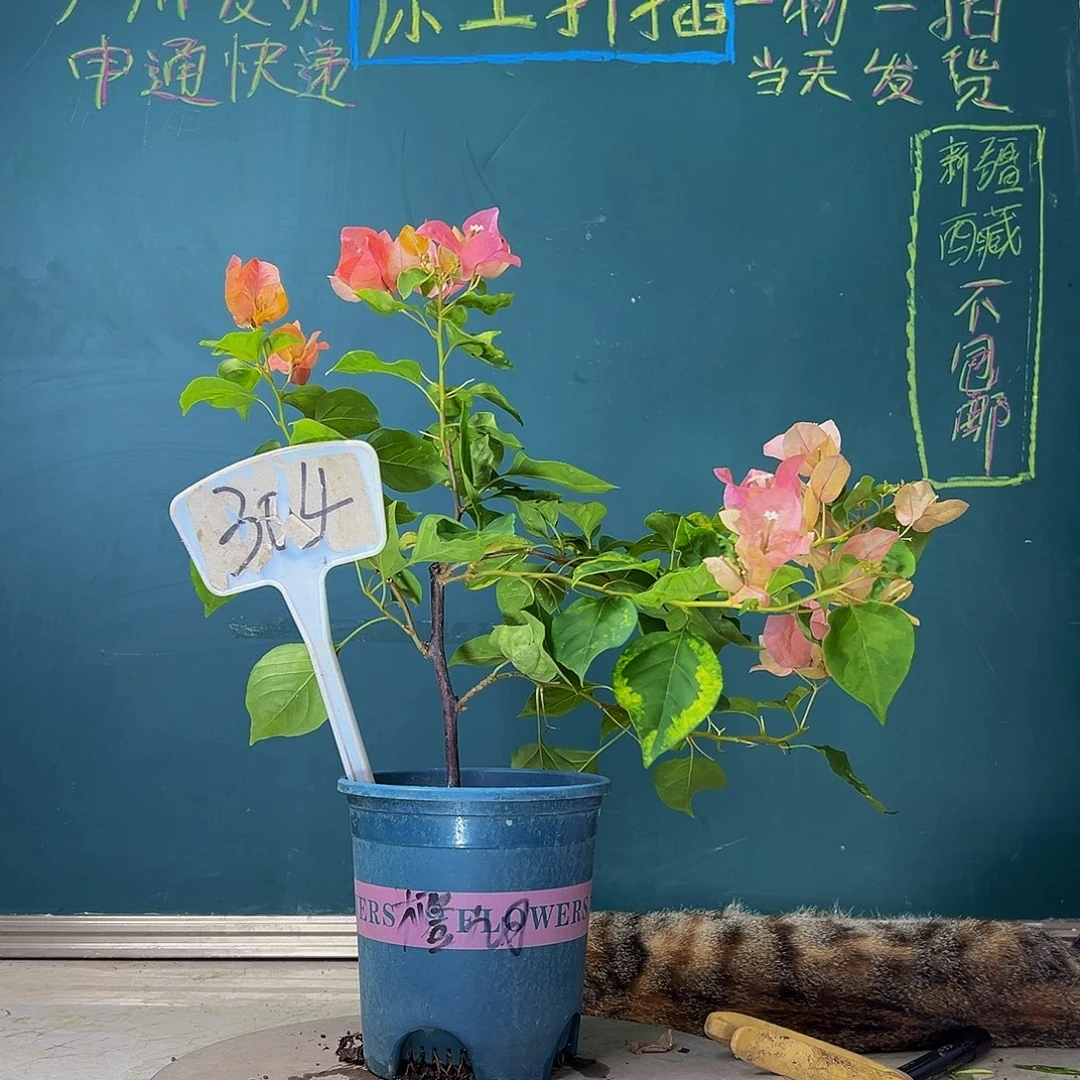 当前无花栽培后可以开花  福利 橙九月  304