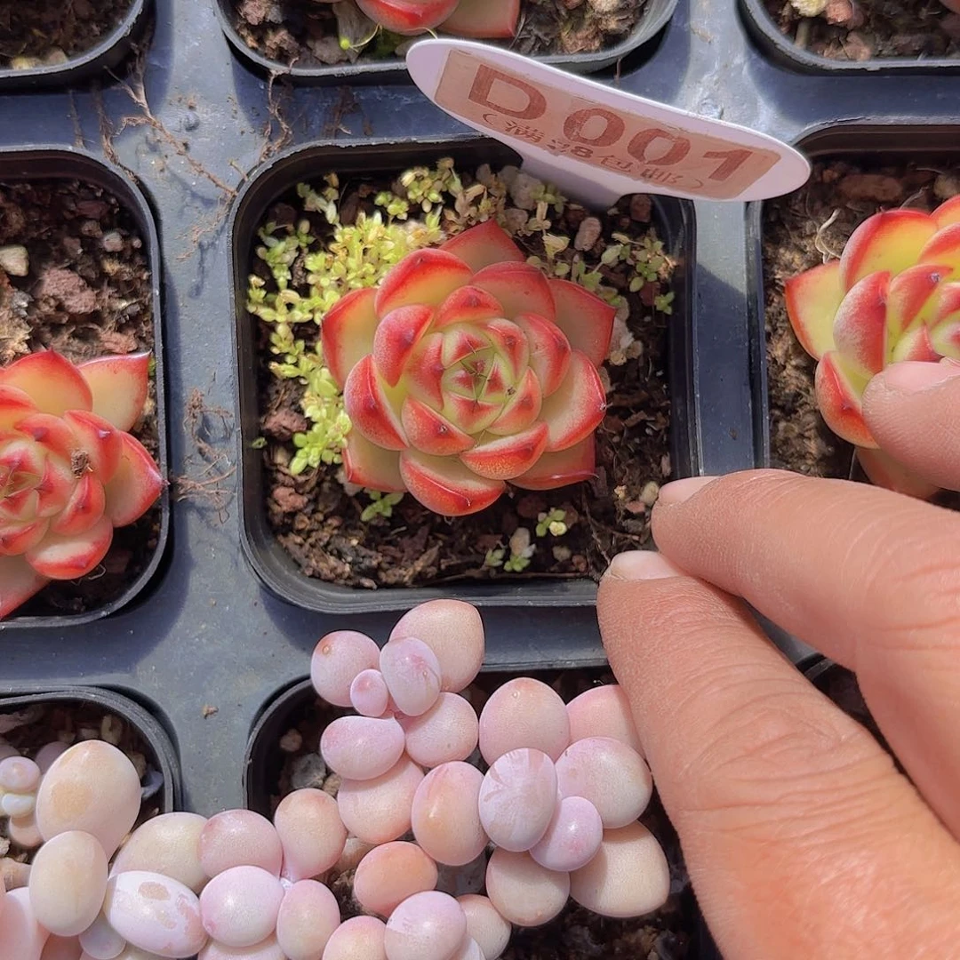 D001月亮石一物一拍