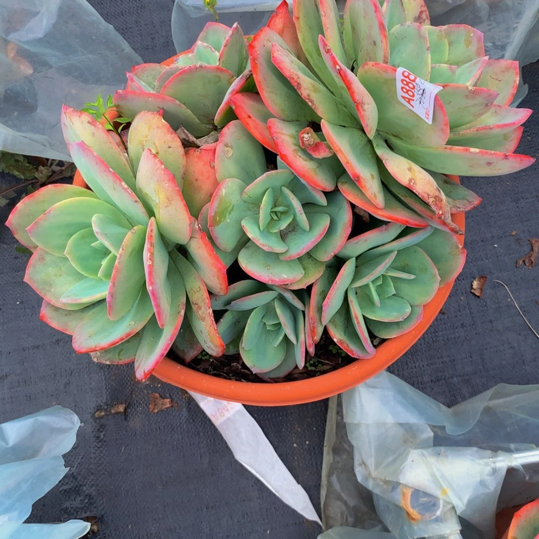 蓝***8血凤群生多肉植物