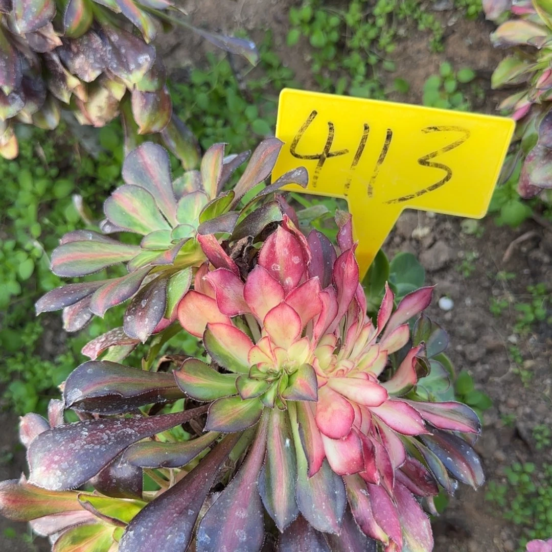 4113+--花蝴蝶缀化