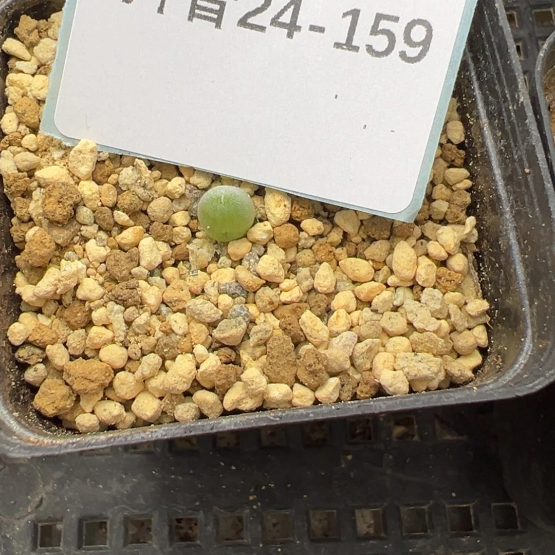 24-159宝辉玉多肉植物