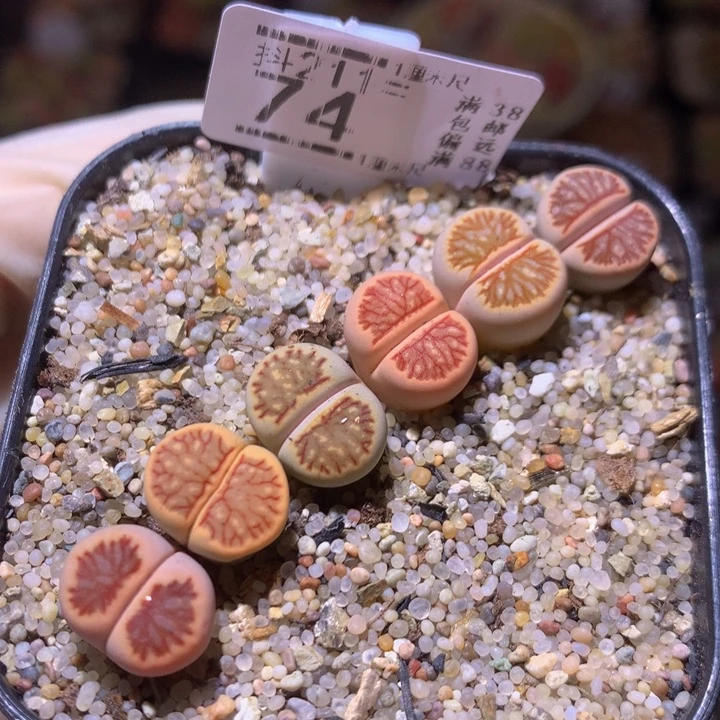 生石花多肉211.74