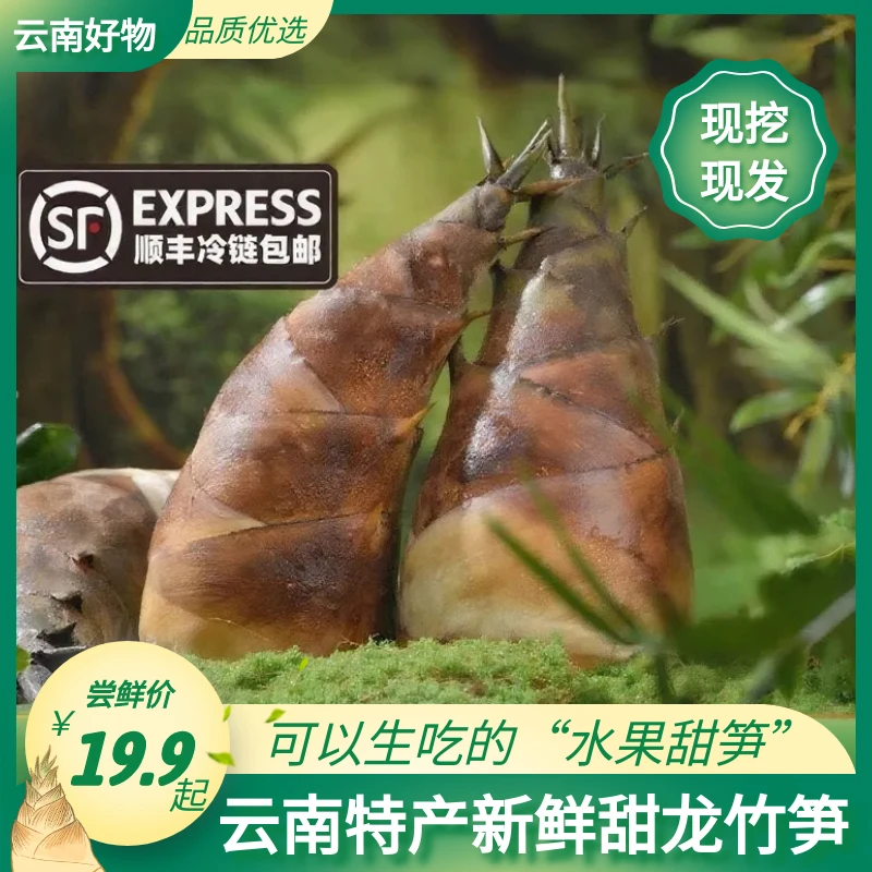 【顺丰冷链】云南甜龙竹笋新鲜现挖鲜笋可生吃低卡刺身煲汤涮火锅
