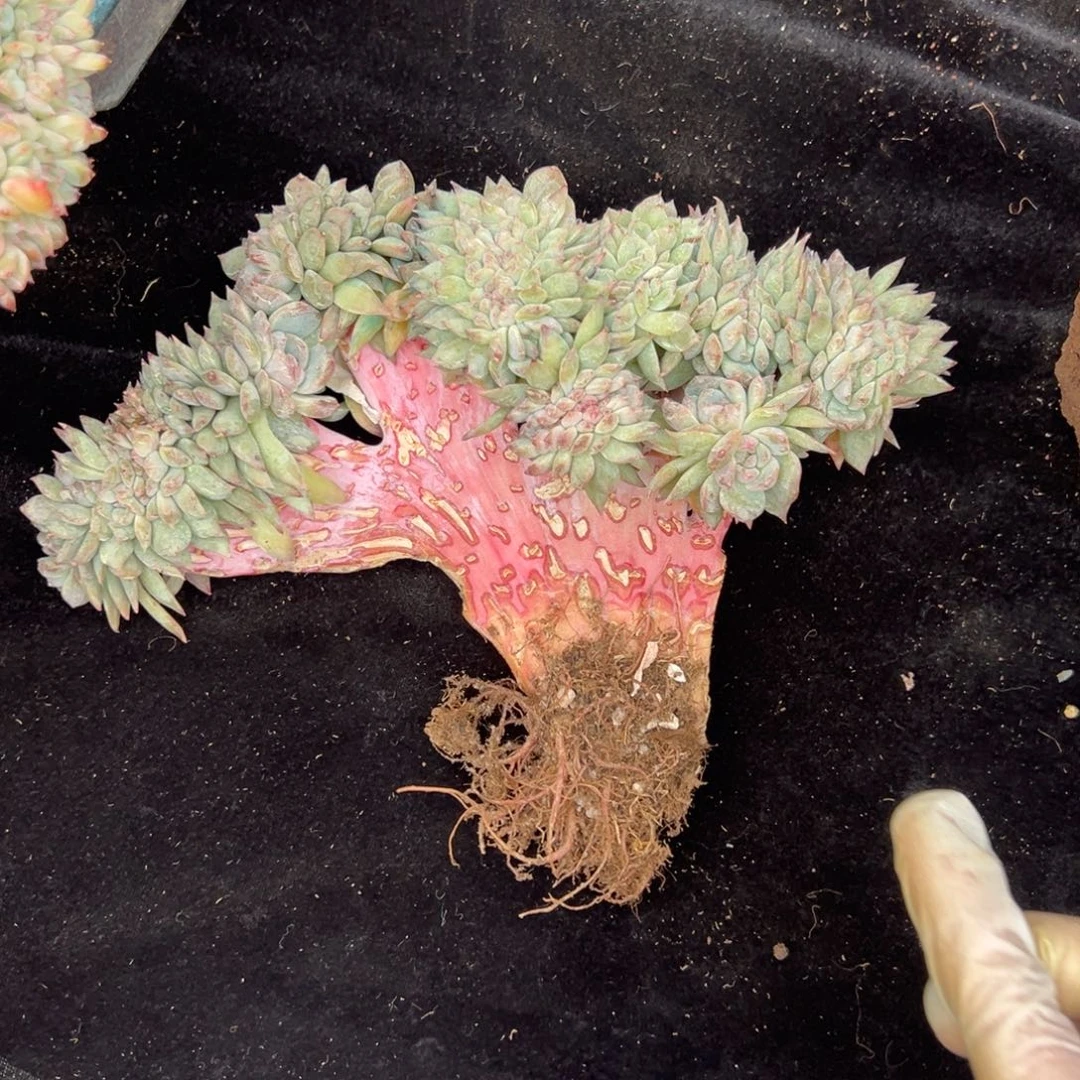 水*月广告价格 新年快乐