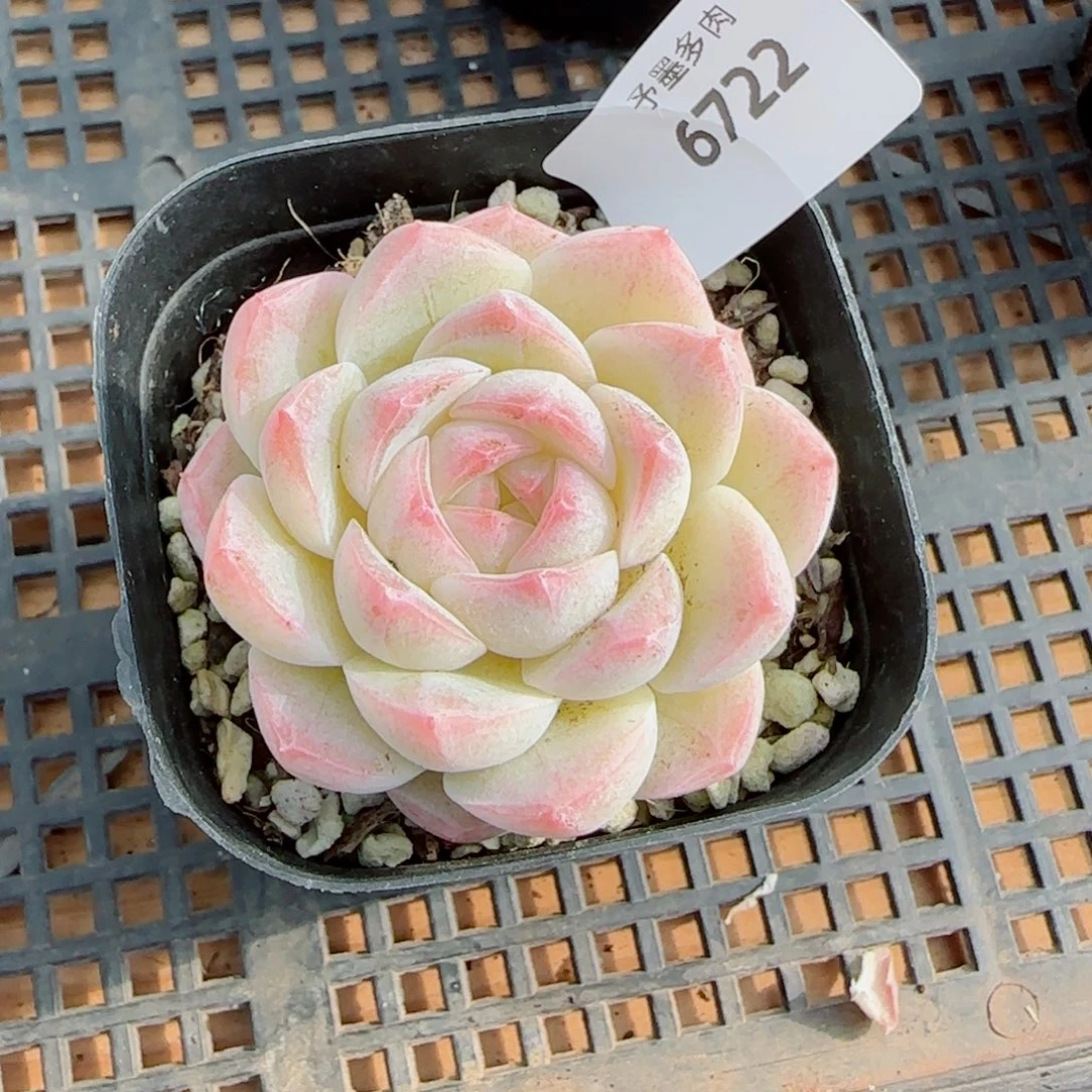 白桃，6722多肉植物