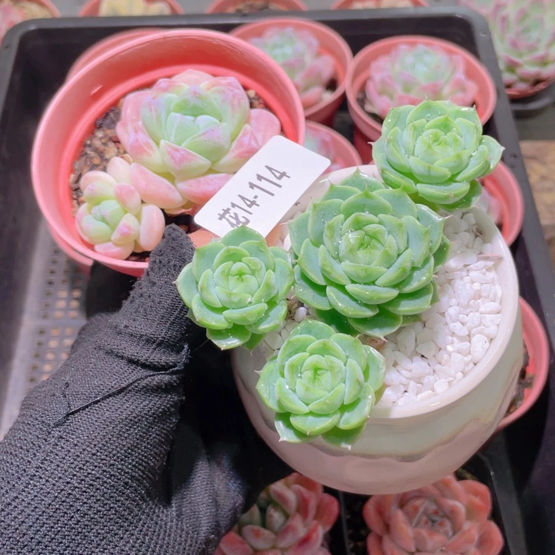 知***.花利美14-114多肉2颗含盆脱土发