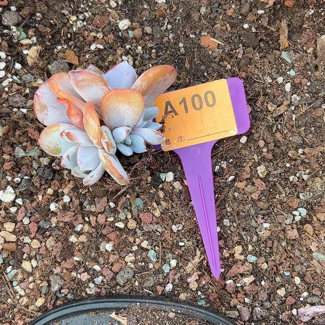 走***的多肉植物一物一拍