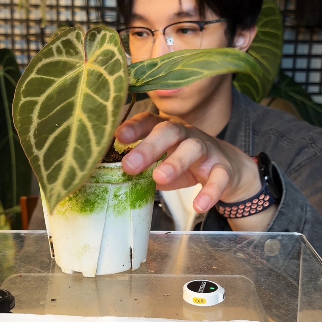 完全开放Q141SKG灰神光