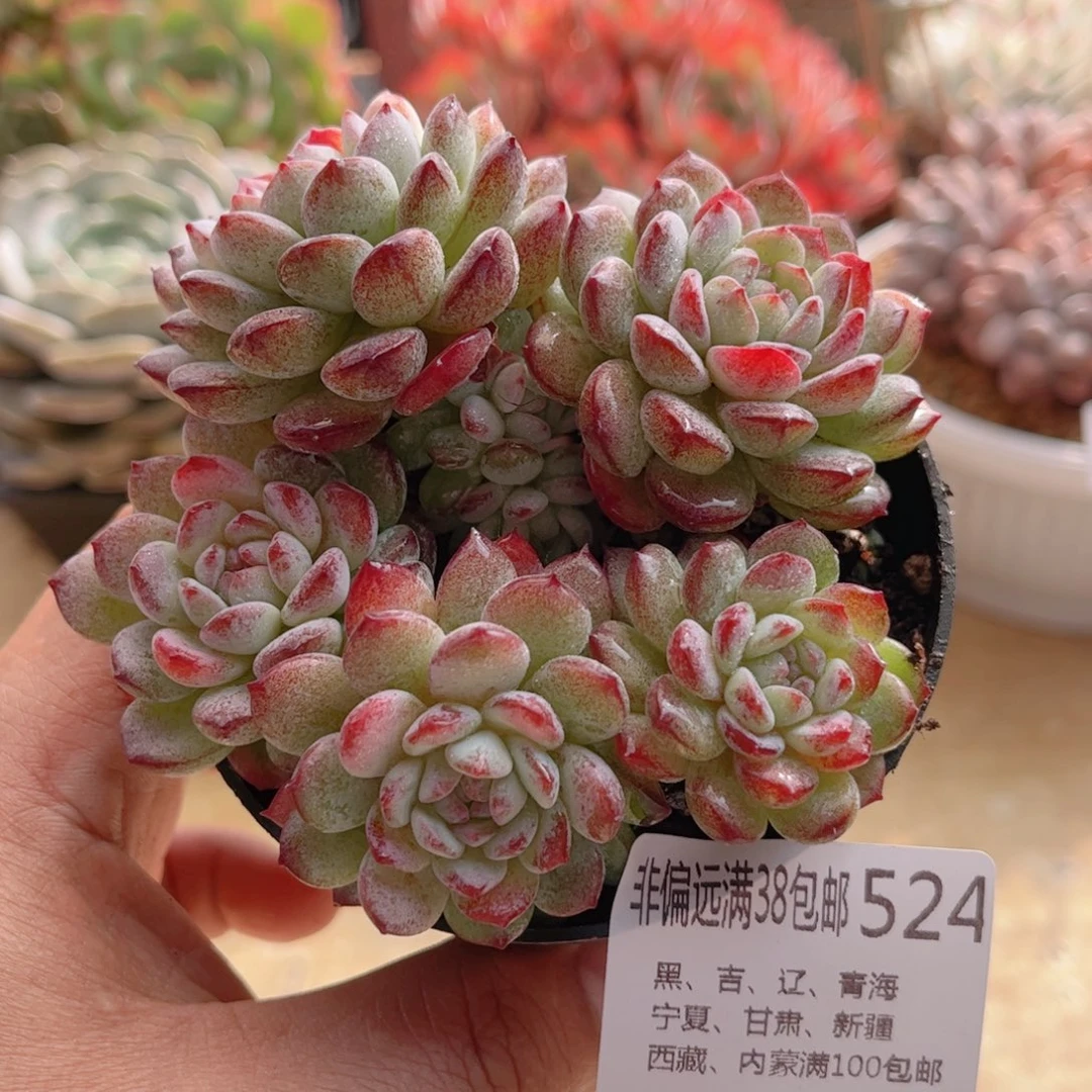 524鲁冰德华多肉