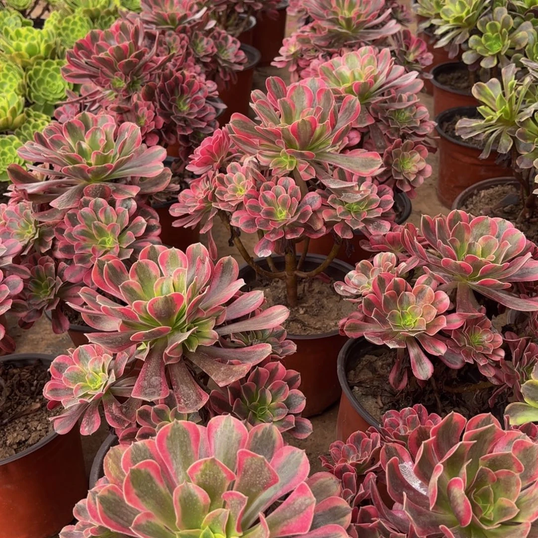 美杜莎9.9法师多肉木质