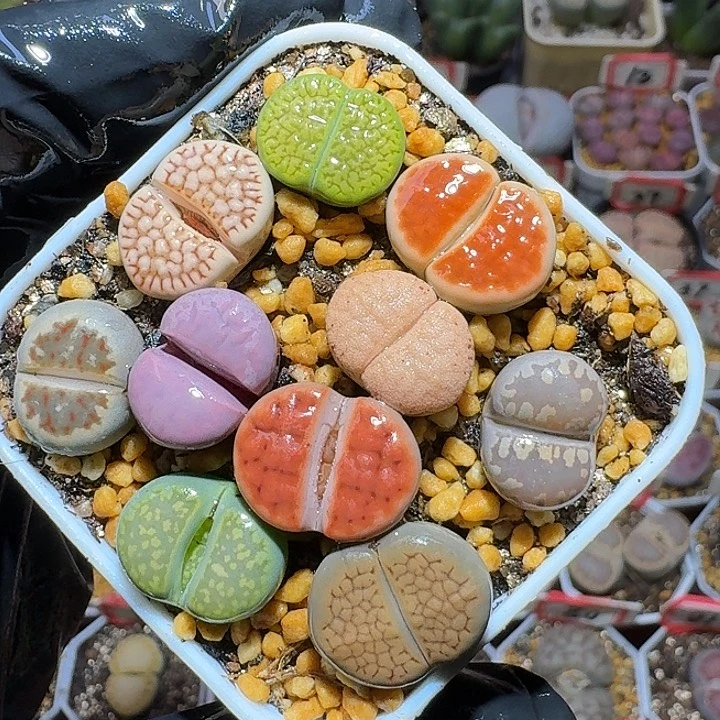 生石花2:：，谢谢。 67号