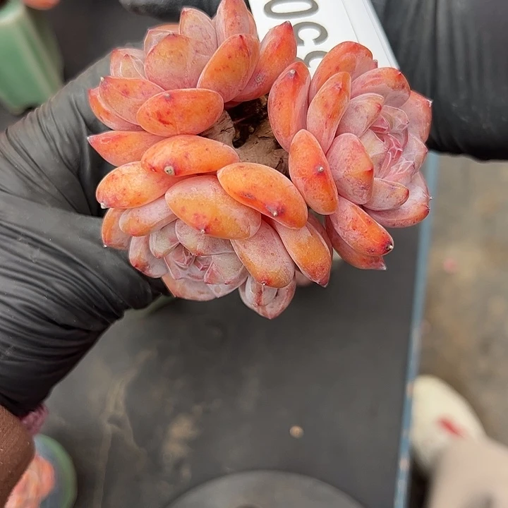 不***舍3508，三头星影带盆发的