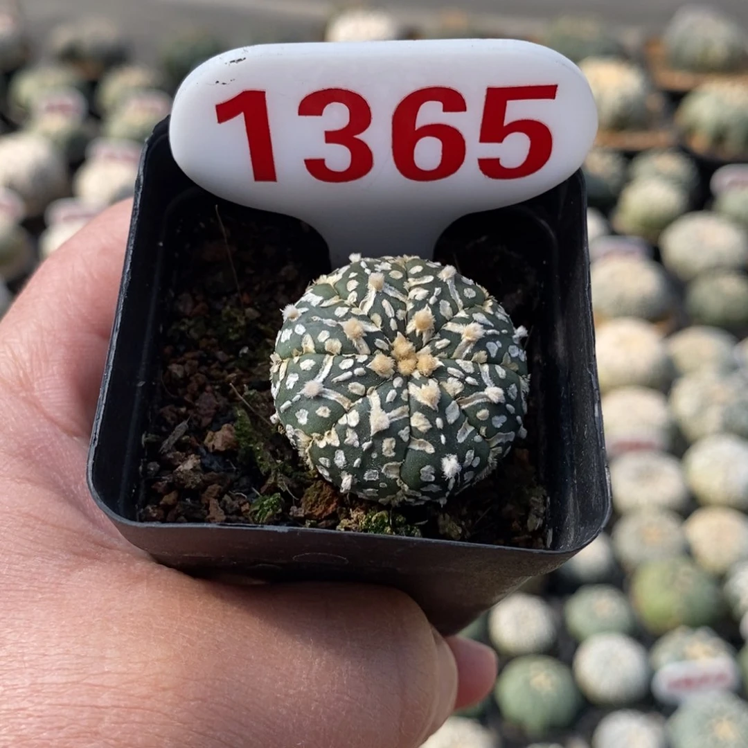 1365浓白V超兜福利