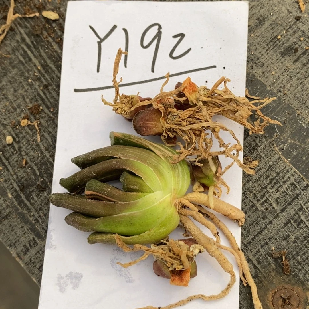 192 一组小鼻嘎万象锦福利 不出售后
