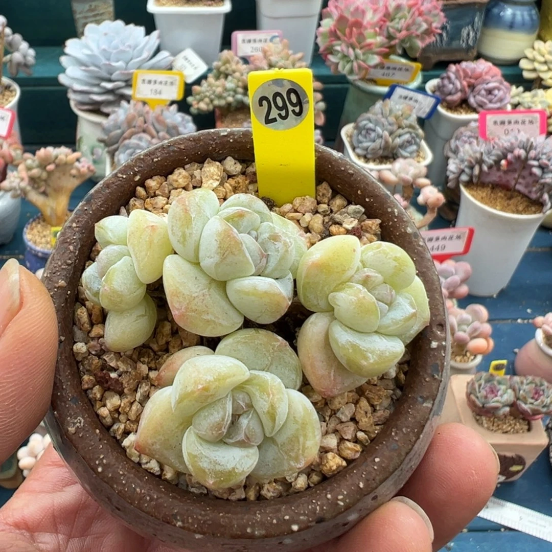299奶油冰玉4头老桩