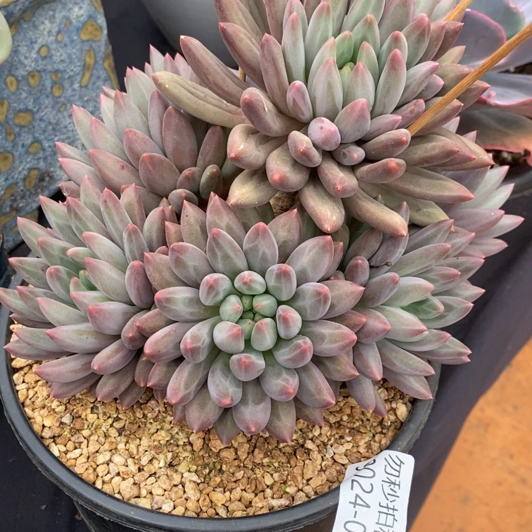 勿秒拍秒退 9025-021红蜻蜓
