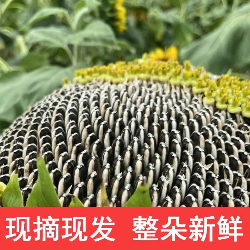 【2025】现摘鲜瓜子葵花带籽新货葵盘带生瓜子原新味农家自种湿葵花