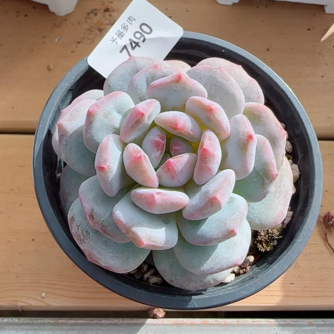 星影石化，7490多肉植物
