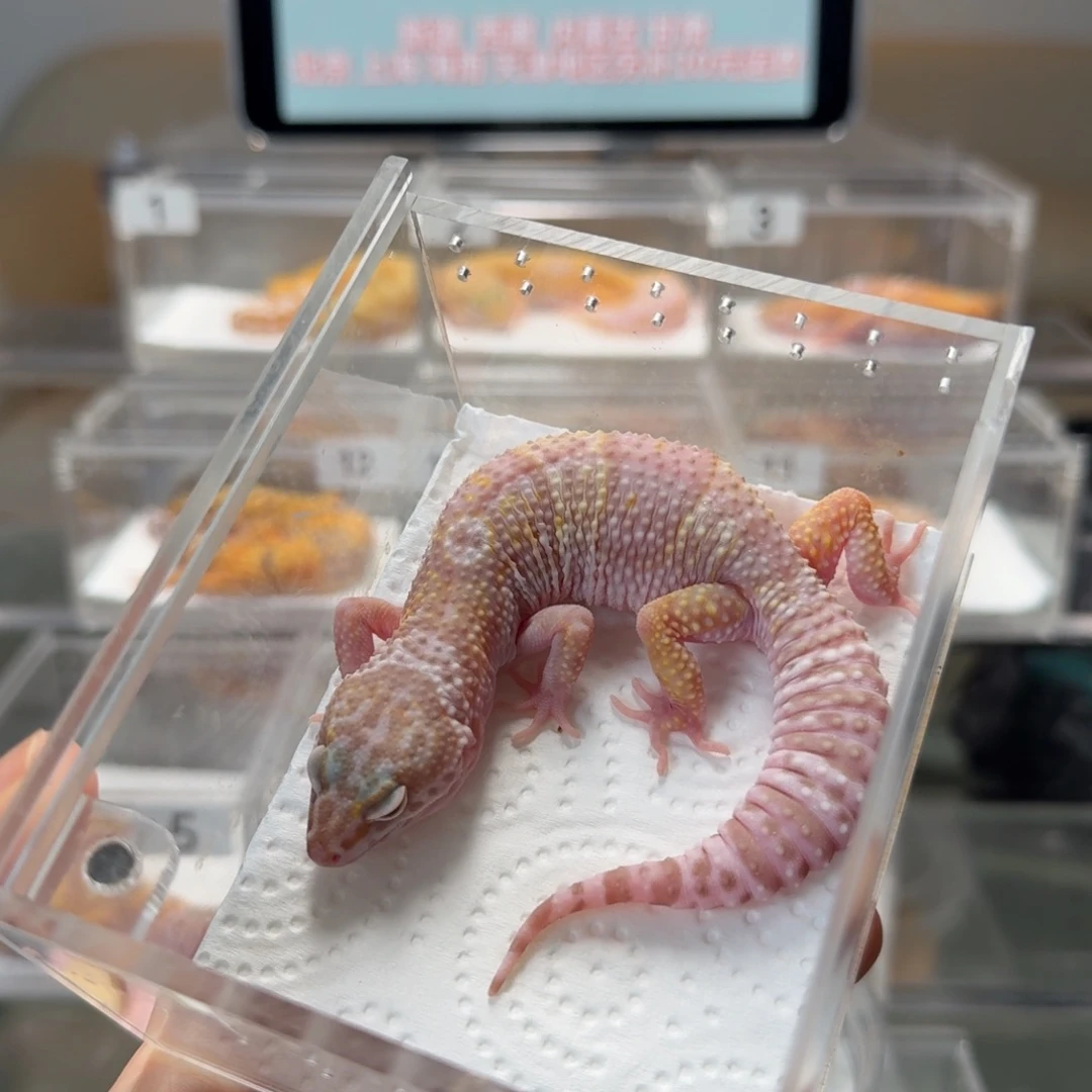 豹纹守宫雪花川普妹妹