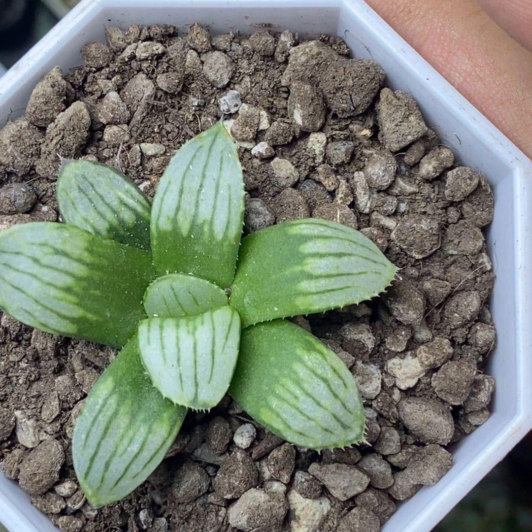 无菌播白夜实生一物一拍