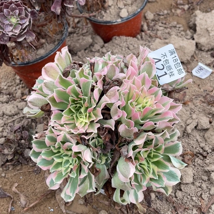 421雨花石绣球1被