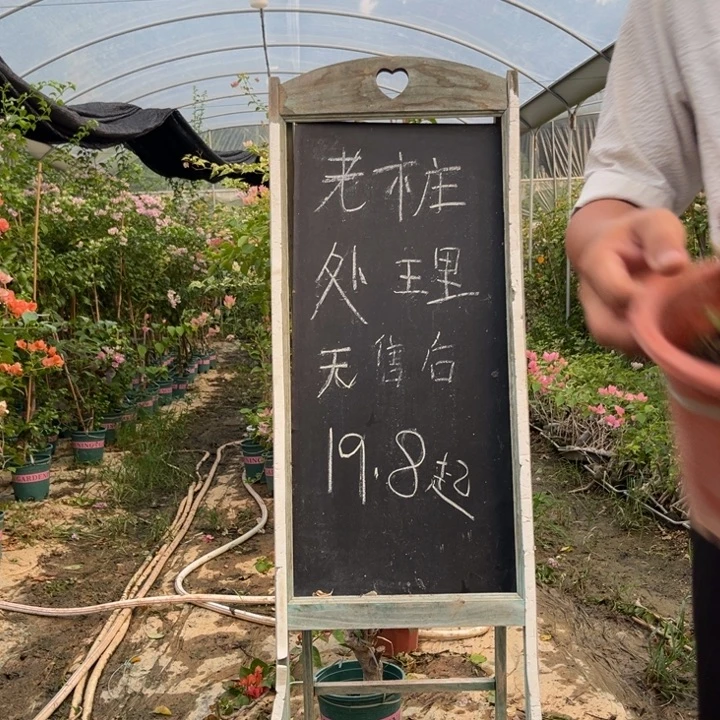 无花朵三角梅三角梅81
