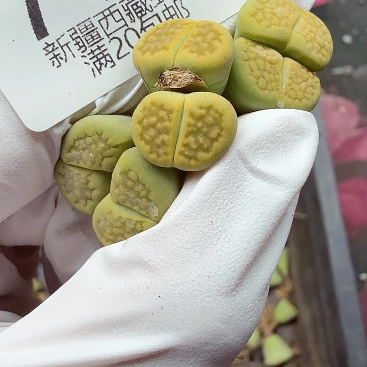 这个我都看出来这一集有773