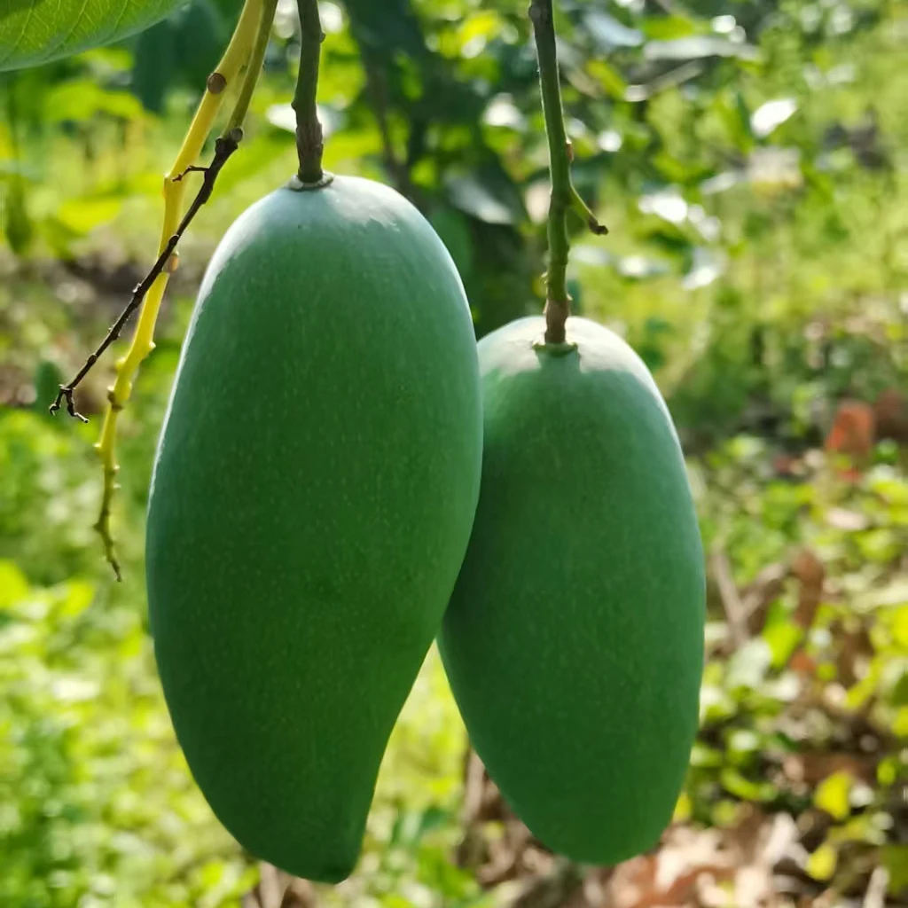 广西百色桂七芒果新鲜当季水果净重9斤
