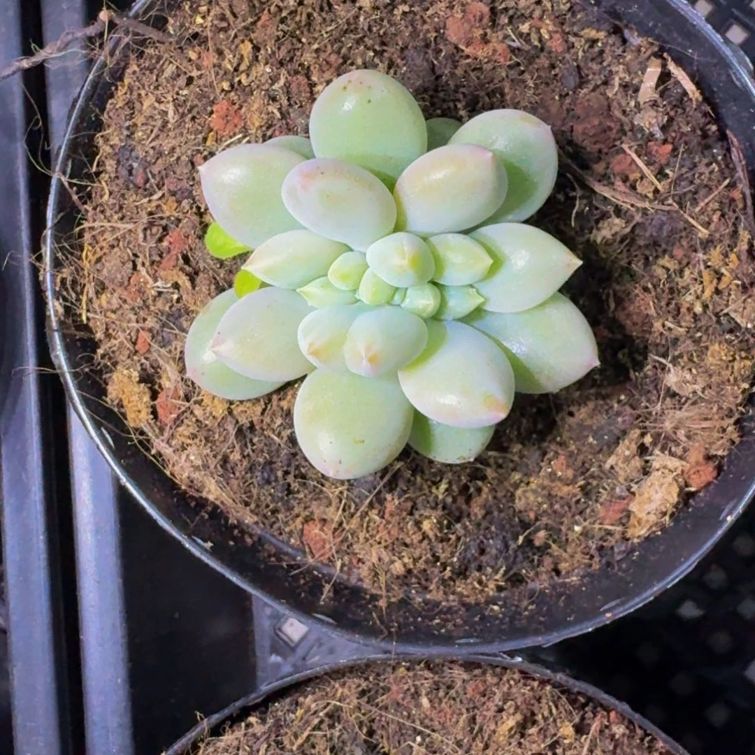 哥特缀化  一物一拍