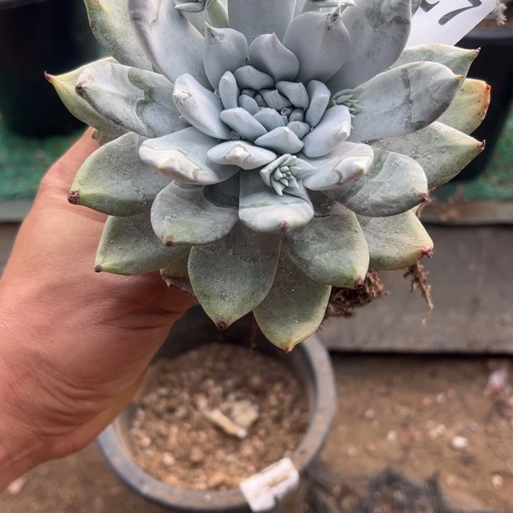 827号牡丹苹果叶多肉植物老庄