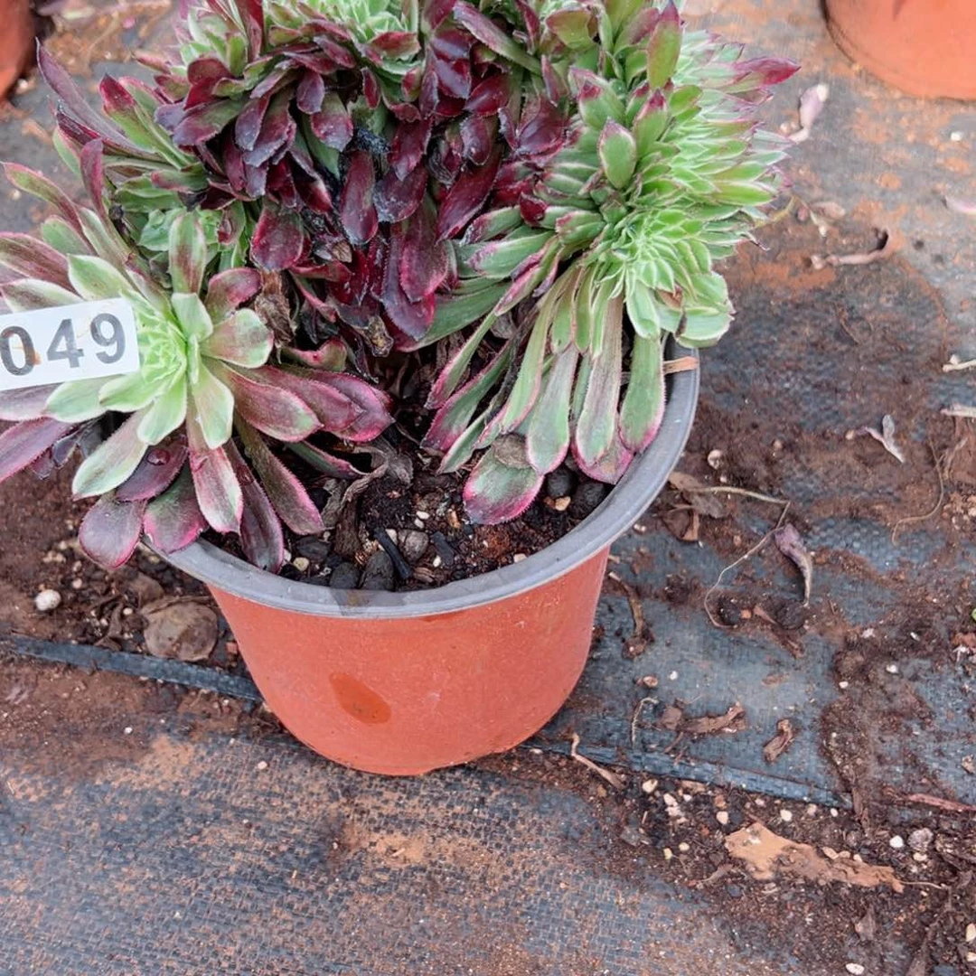 49 号多肉植物法师新年福利来